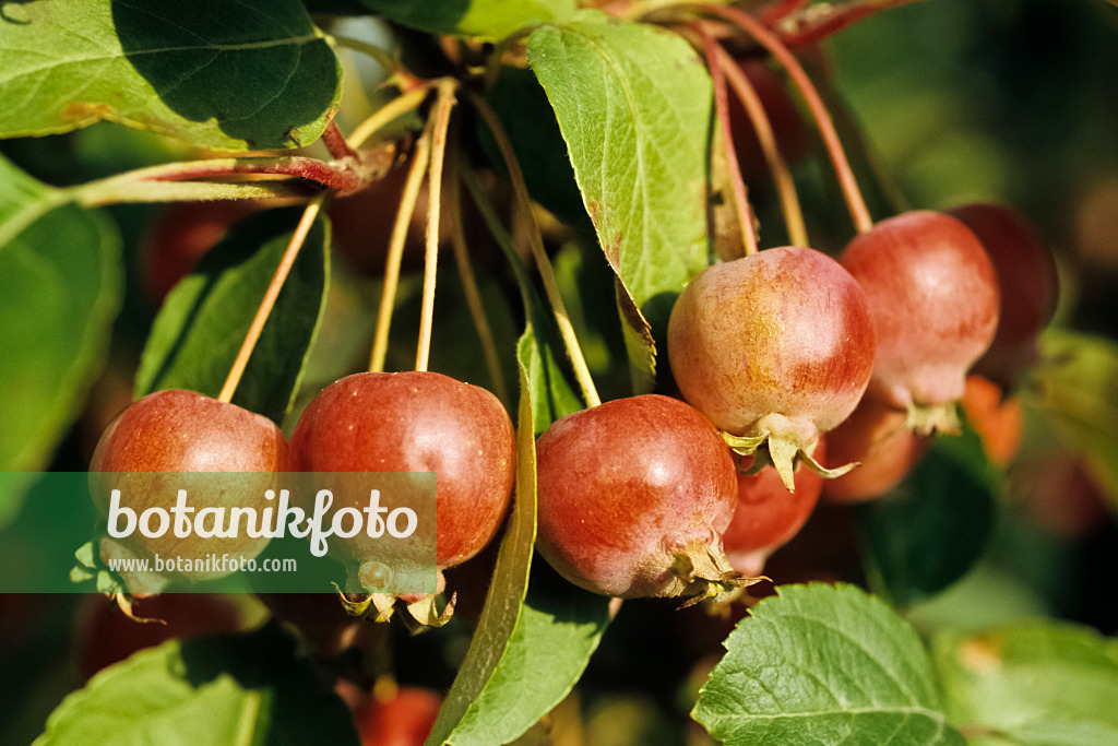 433204 - Zierapfel (Malus x zumi 'Professor Sprenger')
