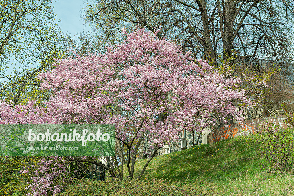 616301 - Zierkirsche (Prunus subhirtella 'Fukubana')