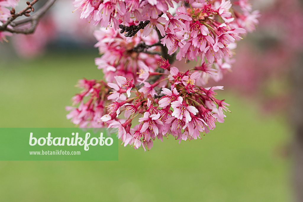 616285 - Zierkirsche (Prunus subhirtella 'Okame')