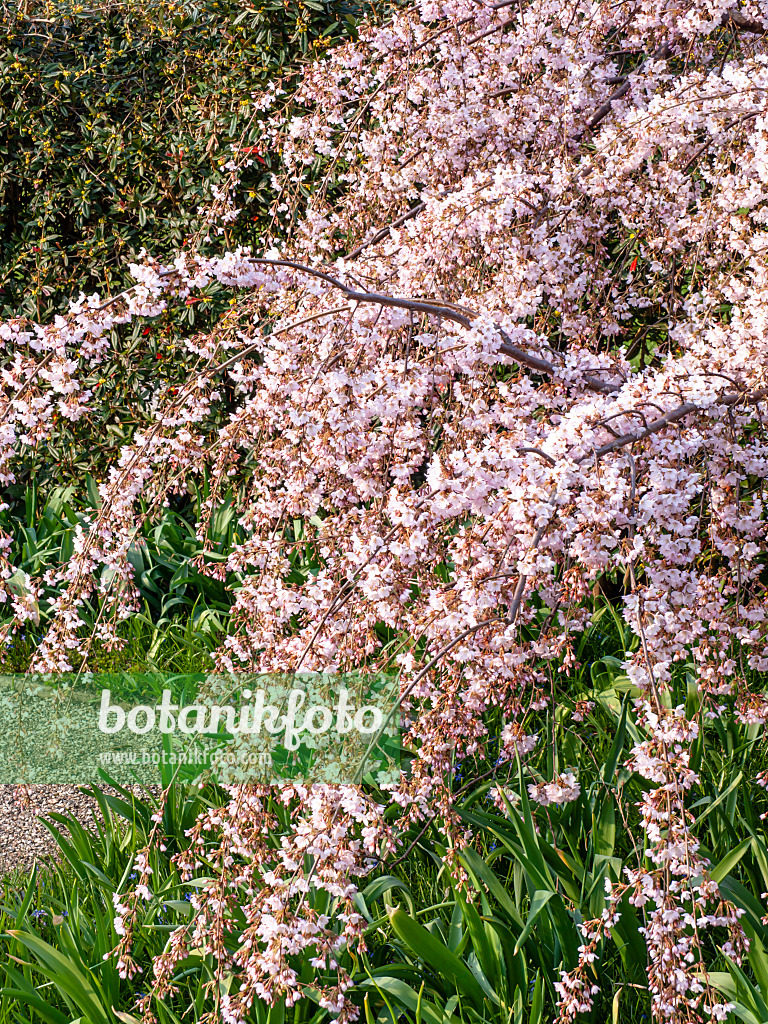 447081 - Zierkirsche (Prunus subhirtella 'Pendula')