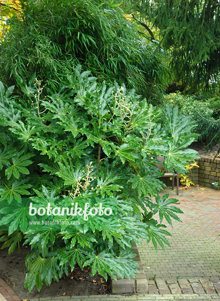 517176 - Zimmeraralie (Fatsia japonica)