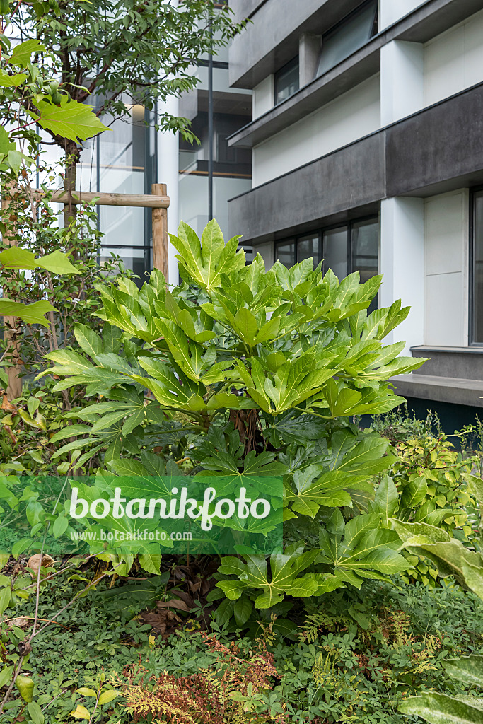 635044 - Zimmeraralie (Fatsia japonica)