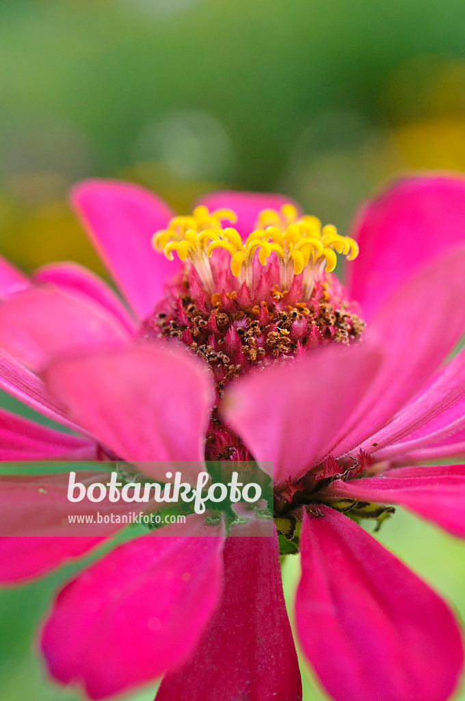 476024 - Zinnia élégant (Zinnia violacea syn. Zinnia elegans)