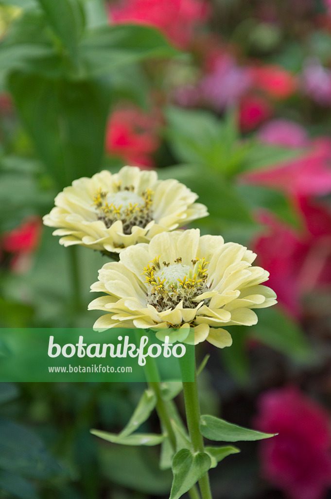 511302 - Zinnia (Zinnia)