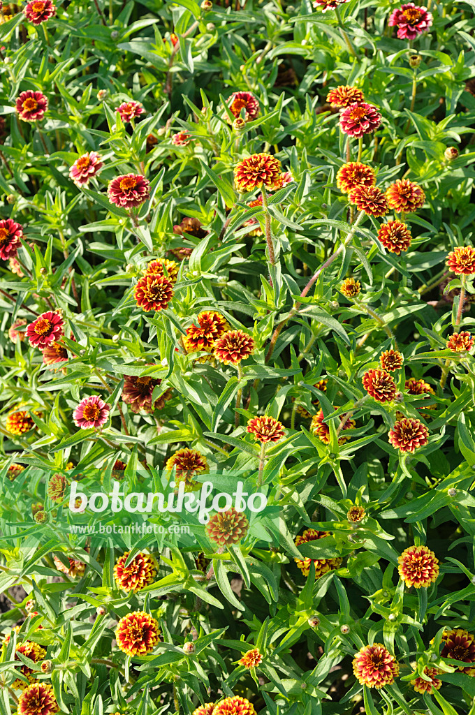 487288 - Zinnia (Zinnia haageana 'Aztec Sunset')
