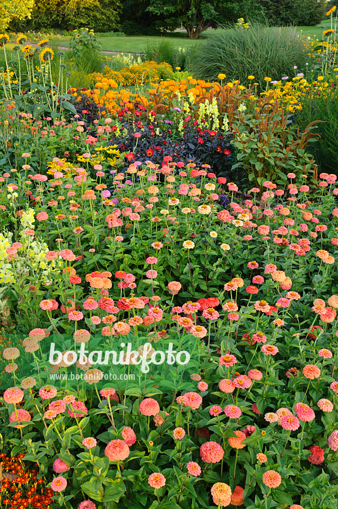 475191 - Zinnias (Zinnia)