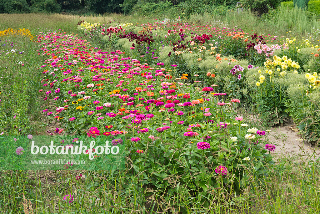 535011 - Zinnias (Zinnia) and dahlias (Dahlia)