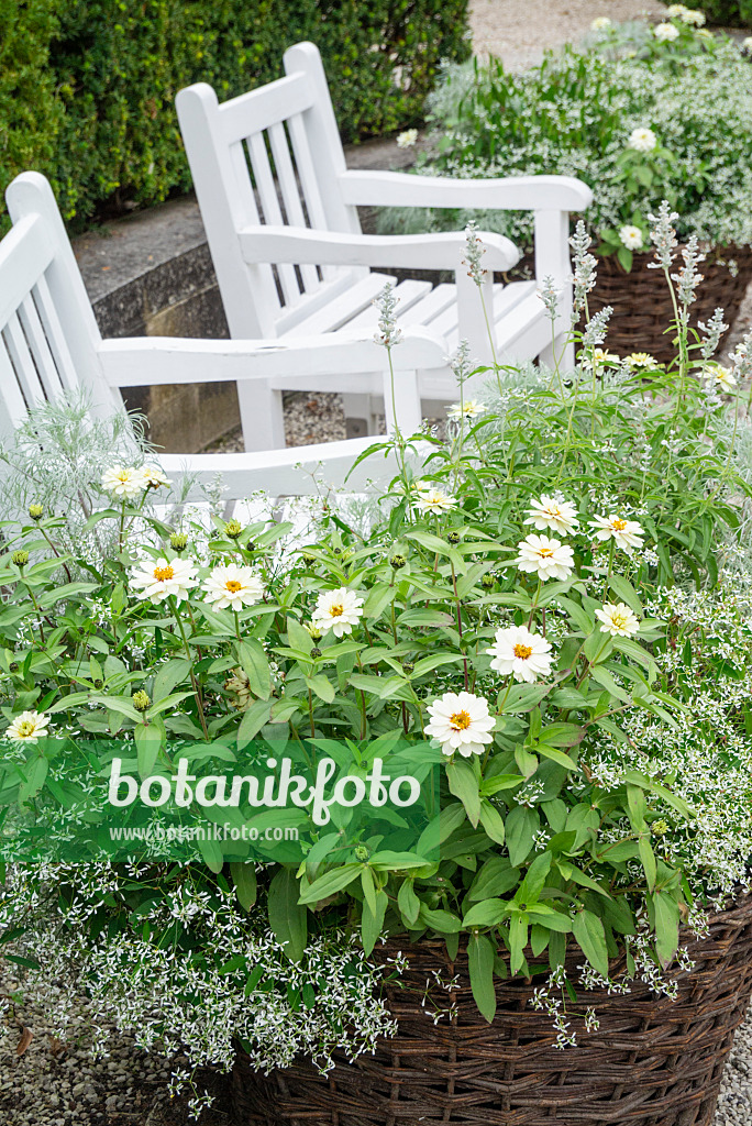 625045 - Zinnias (Zinnia) and spurge (Euphorbia hypericifolia 'Diamond Frost')