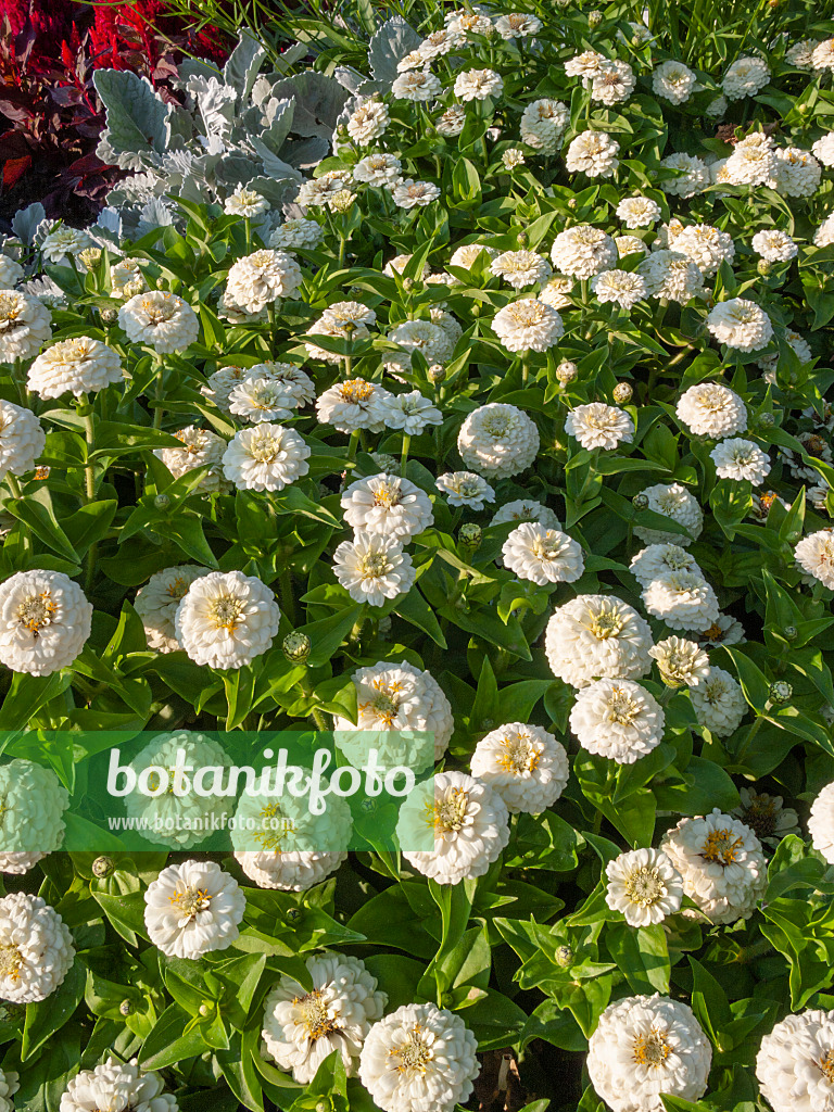 403069 - Zinnie (Zinnia)