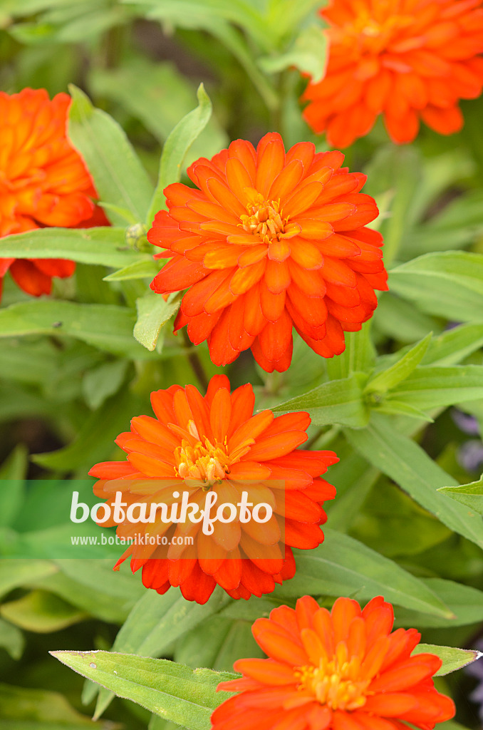 547035 - Zinnie (Zinnia marylandica 'Double Zahara Fire')
