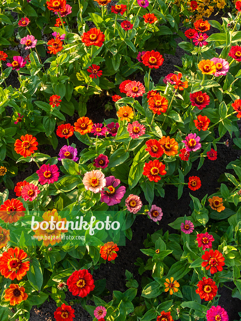 403053 - Zinnie (Zinnia violacea syn. Zinnia elegans)