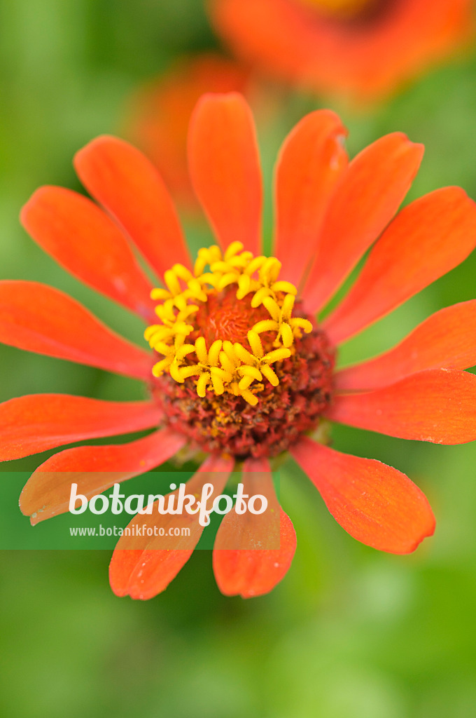 487075 - Zinnie (Zinnia violacea syn. Zinnia elegans)