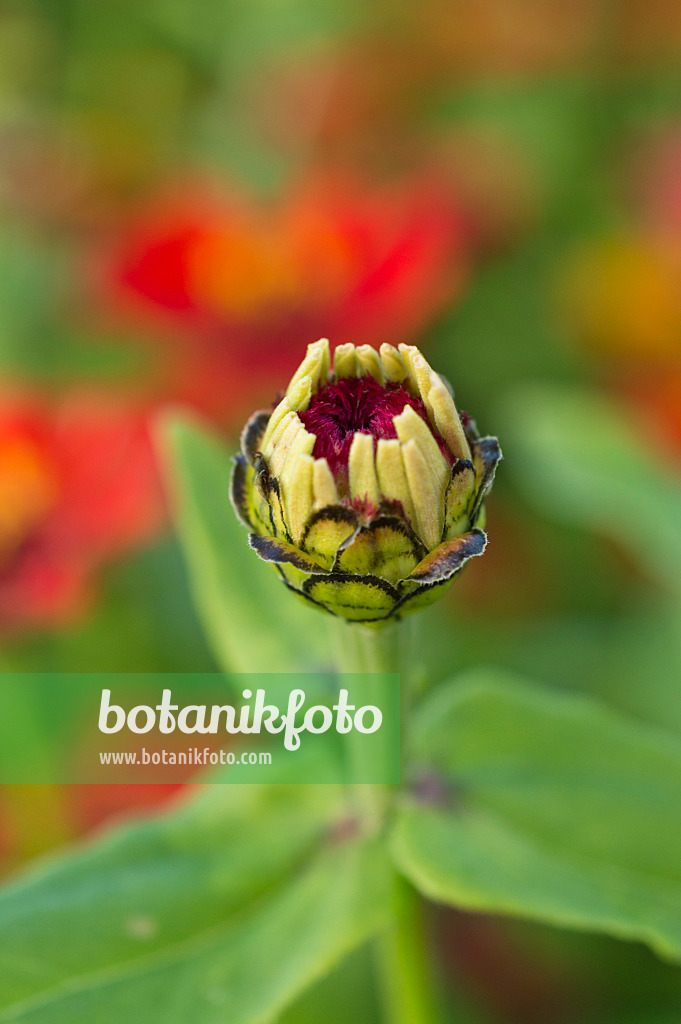510123 - Zinnie (Zinnia violacea syn. Zinnia elegans)