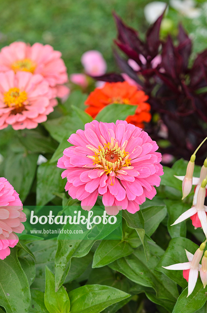 522095 - Zinnie (Zinnia violacea syn. Zinnia elegans)