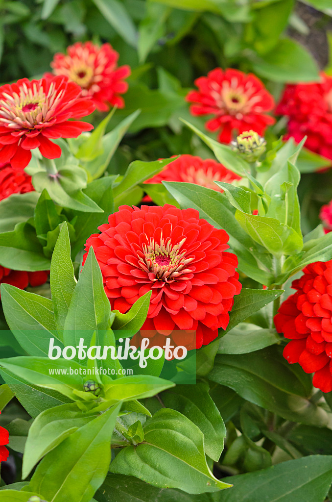 523197 - Zinnie (Zinnia violacea syn. Zinnia elegans)