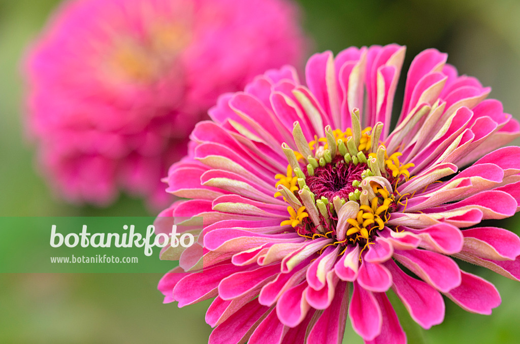 523236 - Zinnie (Zinnia violacea syn. Zinnia elegans)