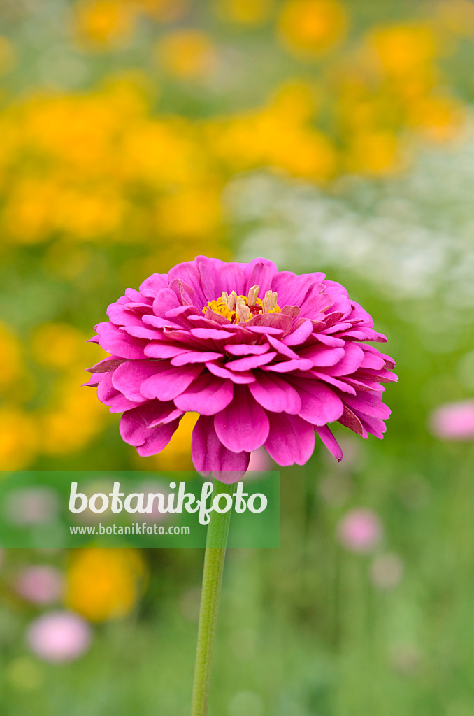 534279 - Zinnie (Zinnia violacea syn. Zinnia elegans)