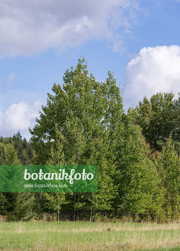 675293 - Zitterpappel (Populus tremula)