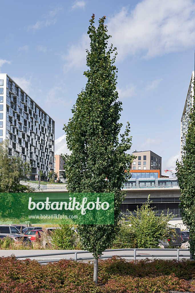 675287 - Zitterpappel (Populus tremula 'Erecta')