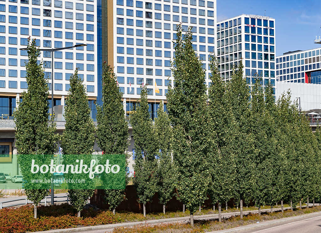 675288 - Zitterpappel (Populus tremula 'Erecta')