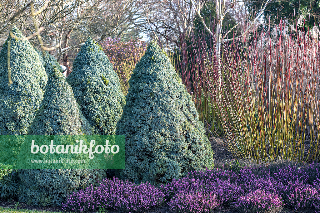 664315 - Zuckerhutfichte (Picea glauca 'Alberta Blue')