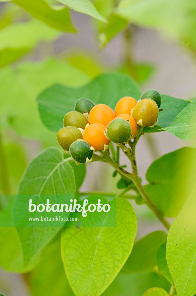 525031 - Zwergbaumtomate (Solanum abutiloides)