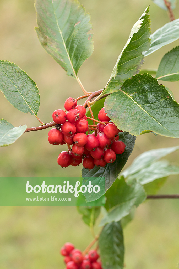 664433 - Zwergmehlbeere (Sorbus chamaemespilus)