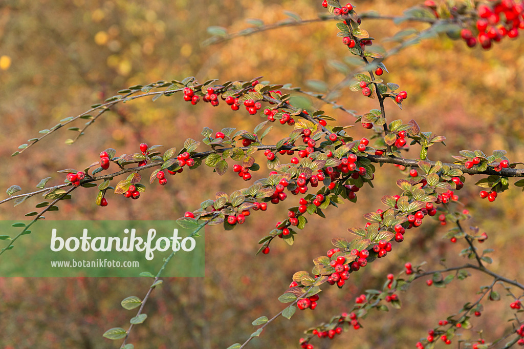 513149 - Zwergmispel (Cotoneaster)