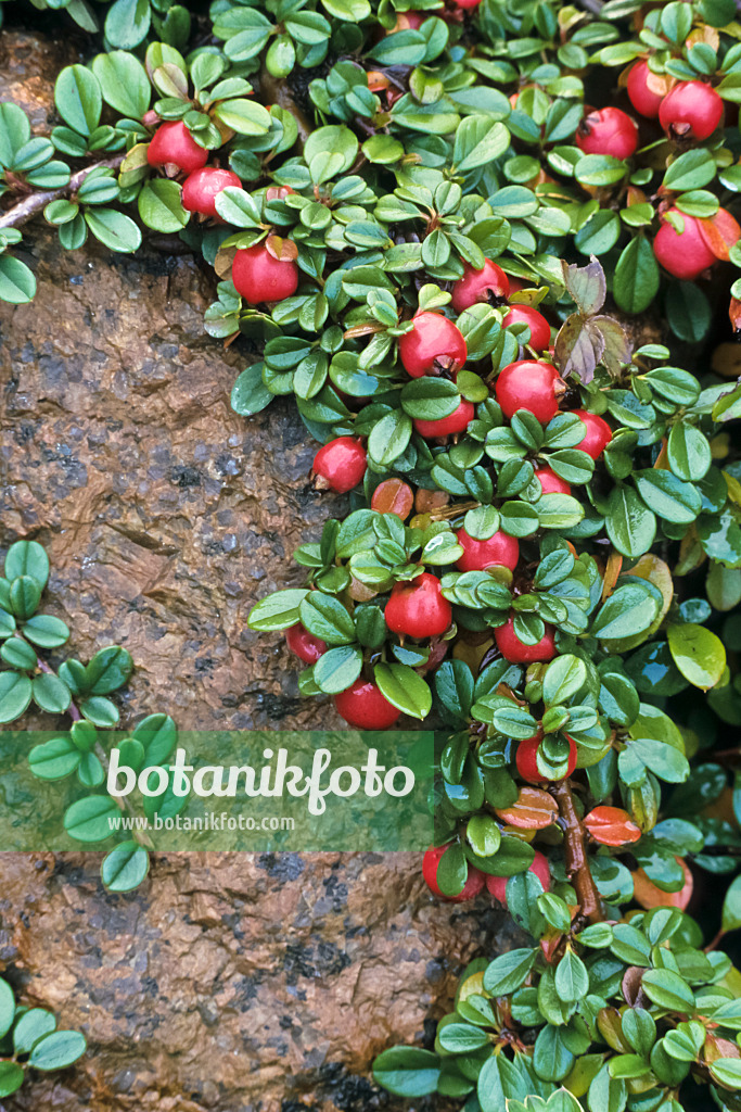 384053 - Zwergmispel (Cotoneaster integrifolius)