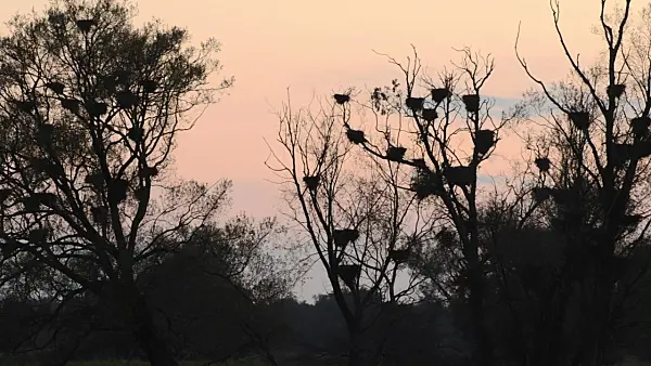 501033 - Abandoned cormorant nests on dead trees, Lower Oder Valley National Park, Germany
