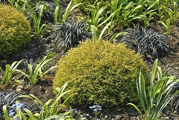 517278 - Abendländischer Lebensbaum (Thuja occidentalis 'Golden Tuffet')