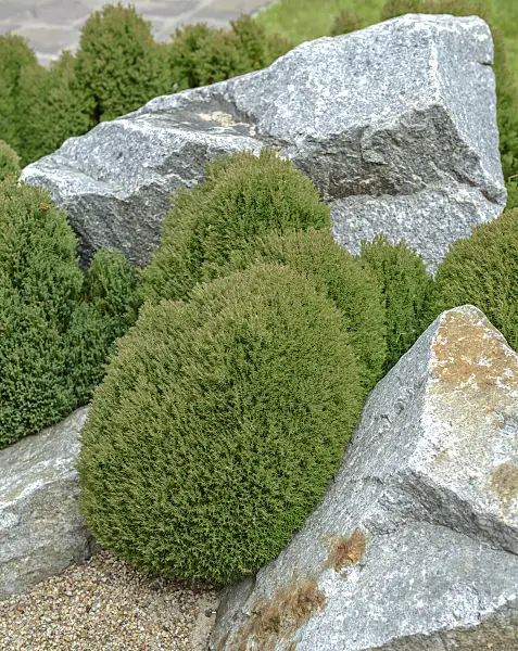 558251 - Abendländischer Lebensbaum (Thuja occidentalis 'Teddy')