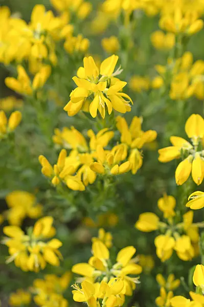 484149 - Abführender Geißklee (Cytisus purgans)