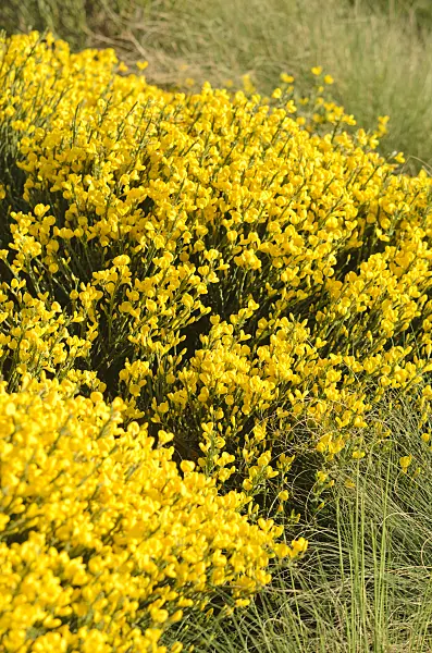 544025 - Abführender Geißklee (Cytisus purgans)