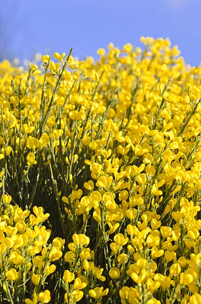 544026 - Abführender Geißklee (Cytisus purgans)