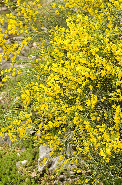 556011 - Abführender Geißklee (Cytisus purgans)