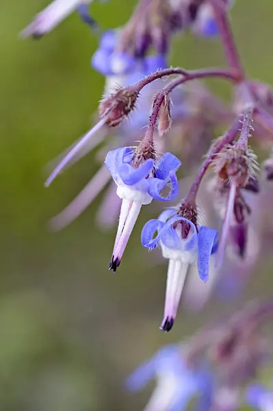 483193 - Abraham-Isaac-Jacob (Trachystemon orientalis)