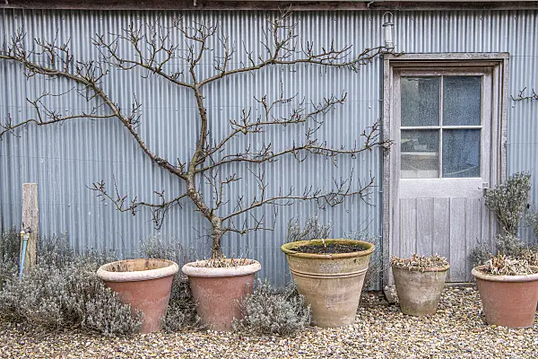 616077 - Abricotier (Prunus armeniaca)