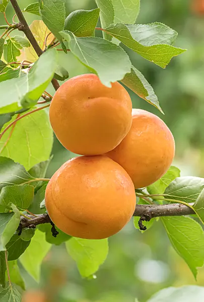 675298 - Abricotier (Prunus armeniaca 'Mino')