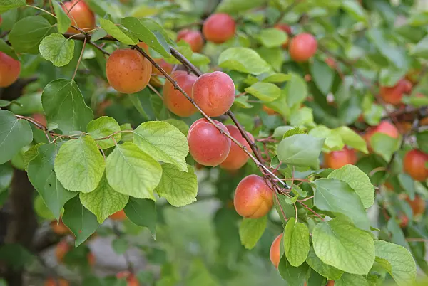 502332 - Abricotier (Prunus armeniaca 'Pinkcot')