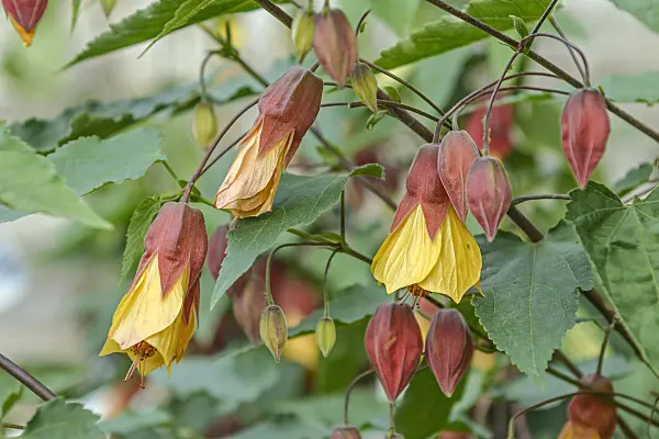 547051 - Abutilon (Abutilon megapotamicum)