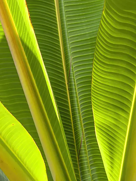 434402 - Abyssinian banana (Ensete superbum)
