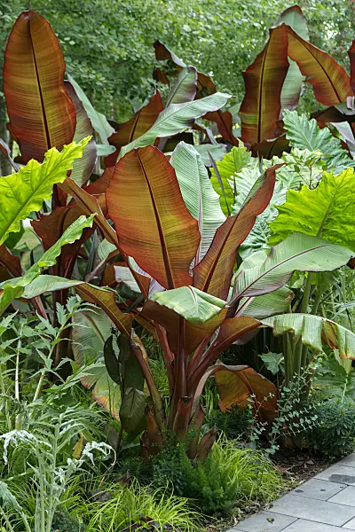 675029 - Abyssinian banana (Ensete ventricosum 'Maurelii' syn. Ensete edule 'Maurelii')