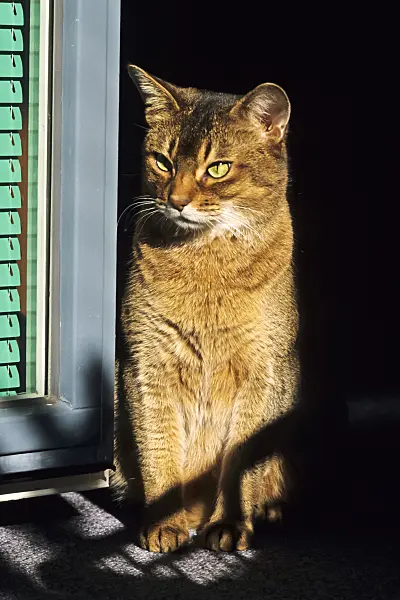 370057 - Abyssinian cat sitting upright on a sunny window sill