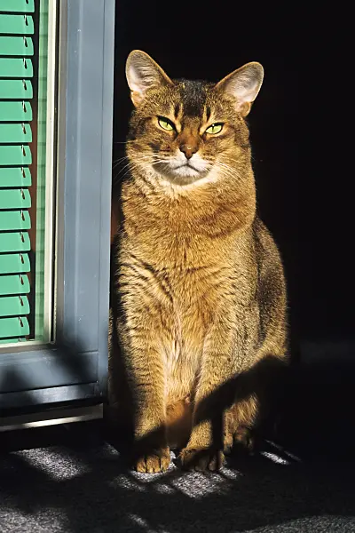 370058 - Abyssinian cat sitting upright on a sunny window sill