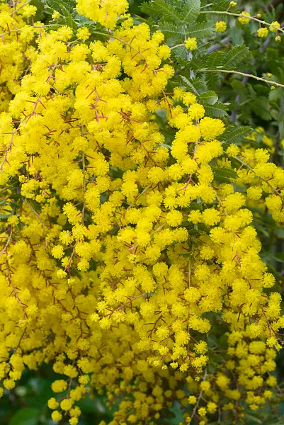 672021 - Acacia de Bailey (Acacia baileyana 'Purpurea')