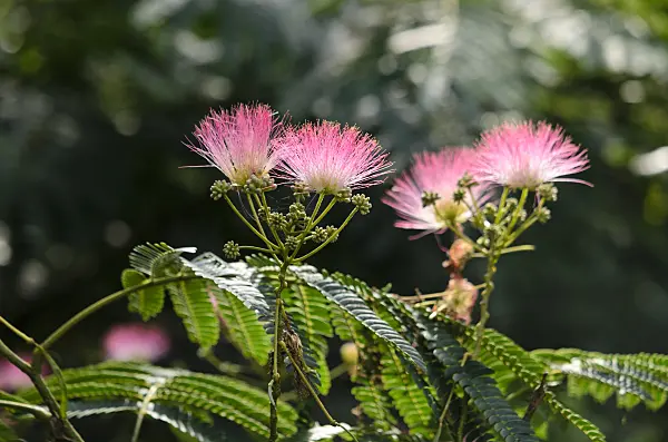547366 - Acacia de Constantinople (Albizia julibrissin)
