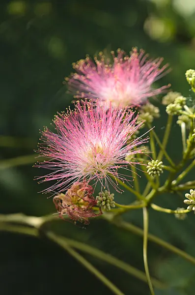 547367 - Acacia de Constantinople (Albizia julibrissin)