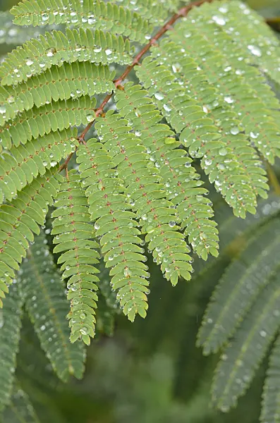 549115 - Acacia de Constantinople (Albizia julibrissin)