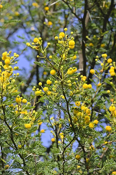 523152 - Acacia odorant (Acacia karroo)